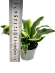 Dracena Dragontree 'Tornado' - S