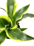 Dracena Dragontree 'Tornado' - S