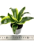 Dracena Dragontree 'Tornado' - S