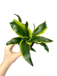Dracena Dragontree 'Tornado' - S