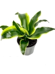 Dracena Dragontree 'Tornado' - S