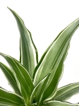 Dracena Dragontree 'Kenzi' - S