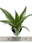 Dracena Dragontree 'Kenzi' - S