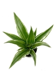 Dracena Dragontree 'Kenzi' - S