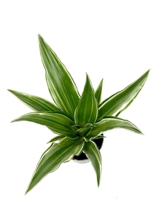 Dracena Dragontree 'Kanzi' - S