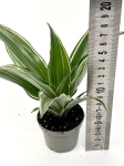 Dracena Dragontree 'Kenzi' - S