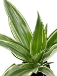 Dracena Dragontree 'Kenzi' - S