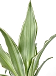 Dracena Dragontree 'Kenzi' - S