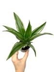 Dracena Dragontree 'Kenzi' - S