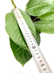 Rhaphidophora Foraminifera - XL