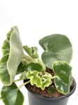 Begonia Venosa - L