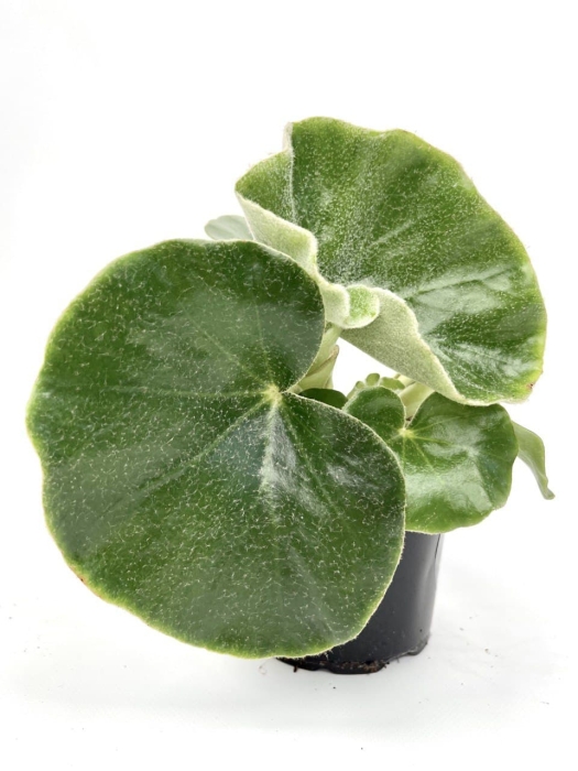 Begonia Venosa - L
