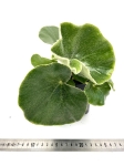 Begonia Venosa - L