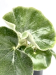 Begonia Venosa - L