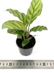 Goeppertia (Calathea) Freddie - S