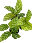 Goeppertia (Calathea) Freddie - S
