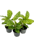 Goeppertia (Calathea) Freddie - S
