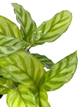 Goeppertia (Calathea) Freddie - S