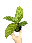 Goeppertia (Calathea) Freddie - S