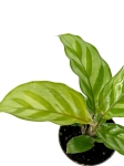 Goeppertia (Calathea) Freddie - S