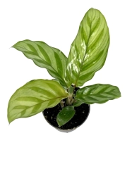 Goeppertia (Calathea) Freddie