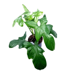 Philodendron bipennifolium 'Silver violin'