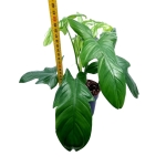 Philodendron bipennifolium 'Silver violin'