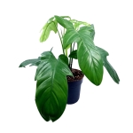 Philodendron bipennifolium 'Silver violin'