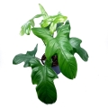 Philodendron bipennifolium 'Silver violin'