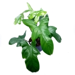 Philodendron bipennifolium 'Silver violin'