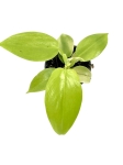 Philodendron bipennifolium Aurea (gold violin) - S
