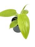 Philodendron bipennifolium Aurea (gold violin) - S