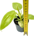 Philodendron bipennifolium Aurea (gold violin) - S