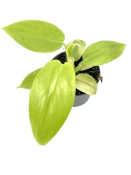 Philodendron bipennifolium Aurea (gold violin)  -cięty węzeł