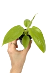 Philodendron bipennifolium Aurea (gold violin) - S