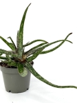 Aloe Bakeri