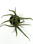 Aloe Bakeri