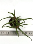 Aloe Bakeri