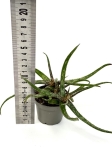 Aloe Bakeri