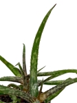 Aloe Bakeri
