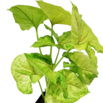 Syngonium Mango Allusion