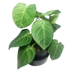  Syngonium macrophyllum Frosted Heart - cięty węzeł