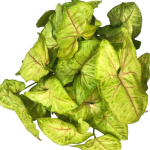 Syngonium Berry Allusion