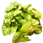Syngonium Berry Allusion