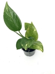 Epipremnum aureum S