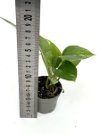 Epipremnum aureum S