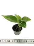 Epipremnum aureum S