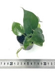Philodendron hederaceum S