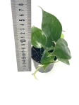 Philodendron hederaceum S