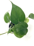 Philodendron hederaceum S